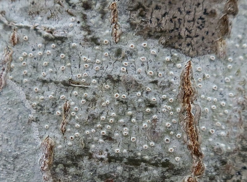 Pore Lichen photo 5