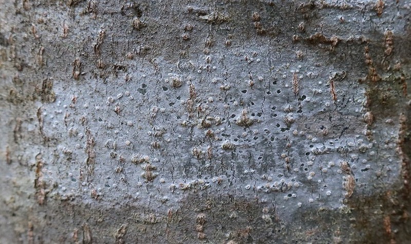Pore Lichen photo 6