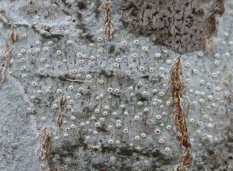 Pore Lichen photo 7