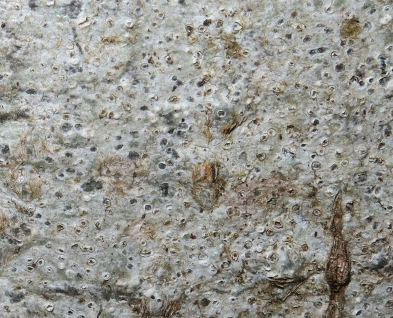 Pore Lichen photo 8