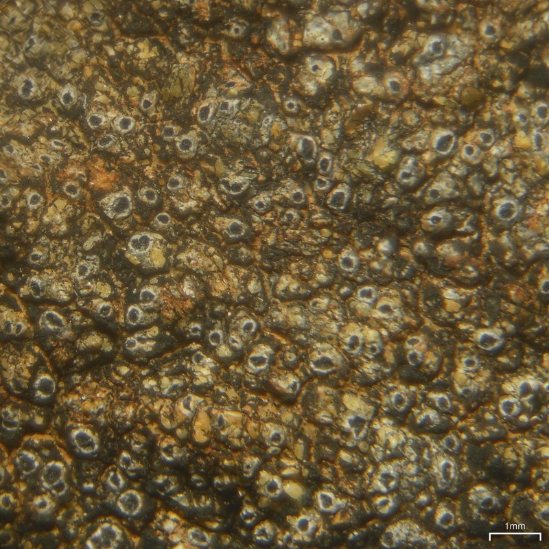 Pore Lichen