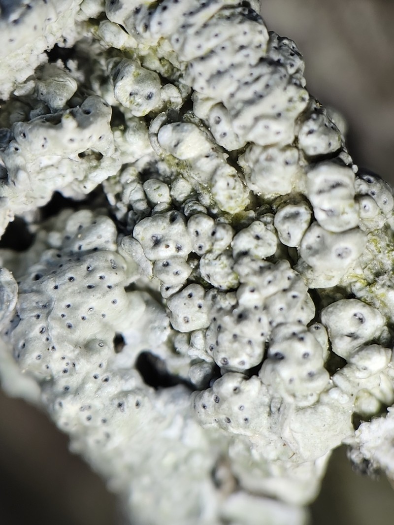 Pore Lichen photo 2