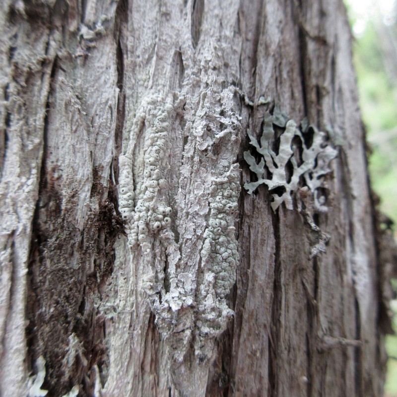Pore Lichen photo 3
