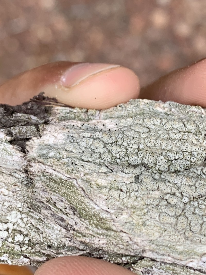 Pore Lichen photo 4