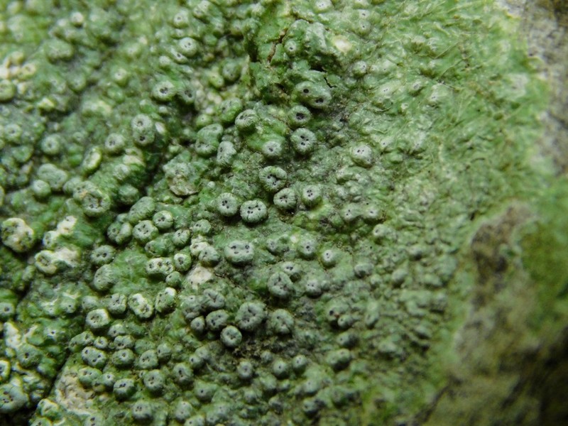Pore Lichen photo 5