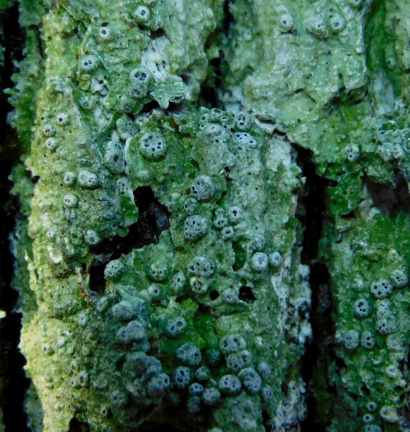 Pore Lichen photo 6