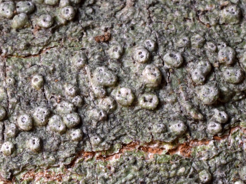 Pore Lichen photo 8