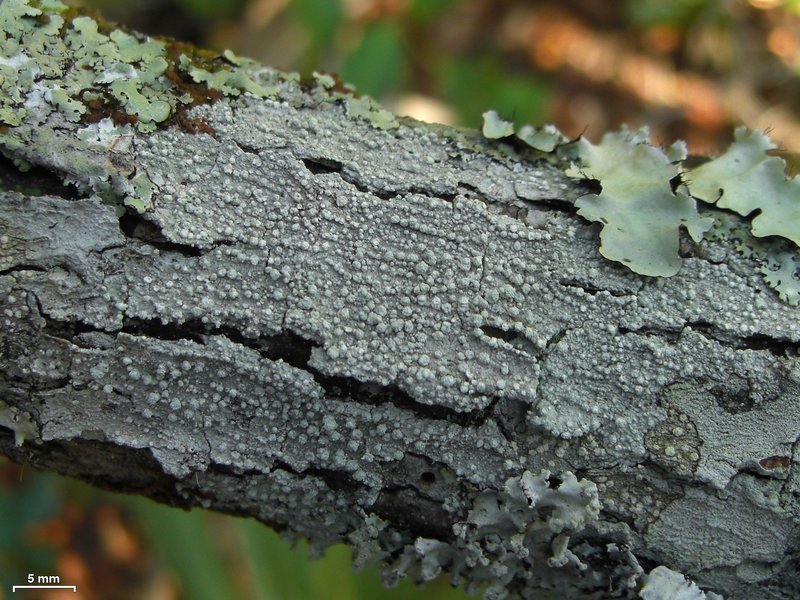Pore Lichen