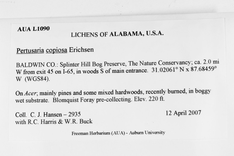 Pore Lichen