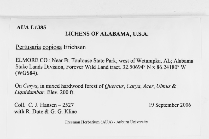 Pore Lichen photo 3
