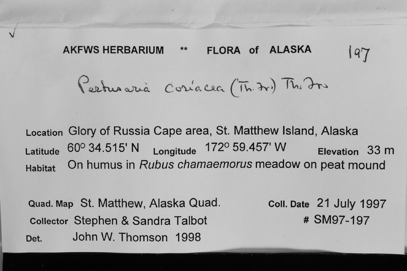 Leathery Pore Lichen photo 3