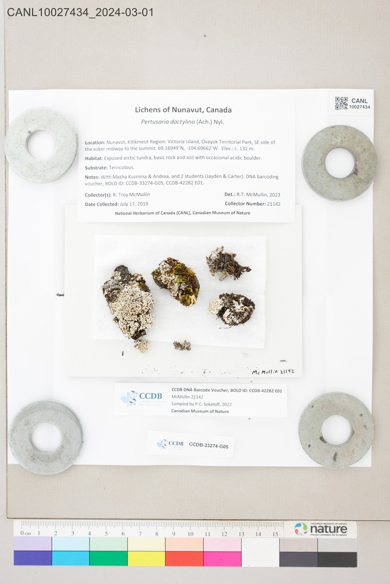Pore Lichen
