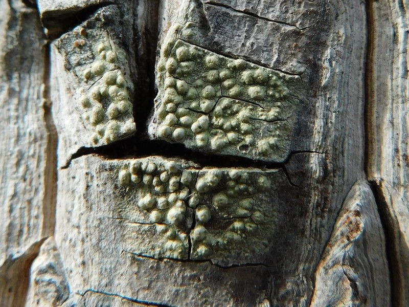Pertusaria epiantha