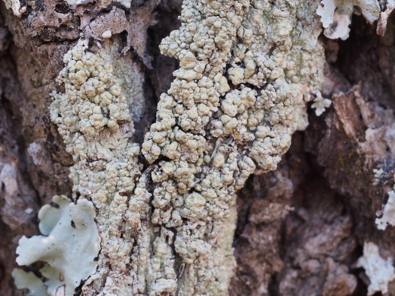 Pertusaria epiantha photo 2
