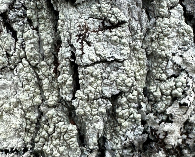 Pertusaria epiantha photo 3