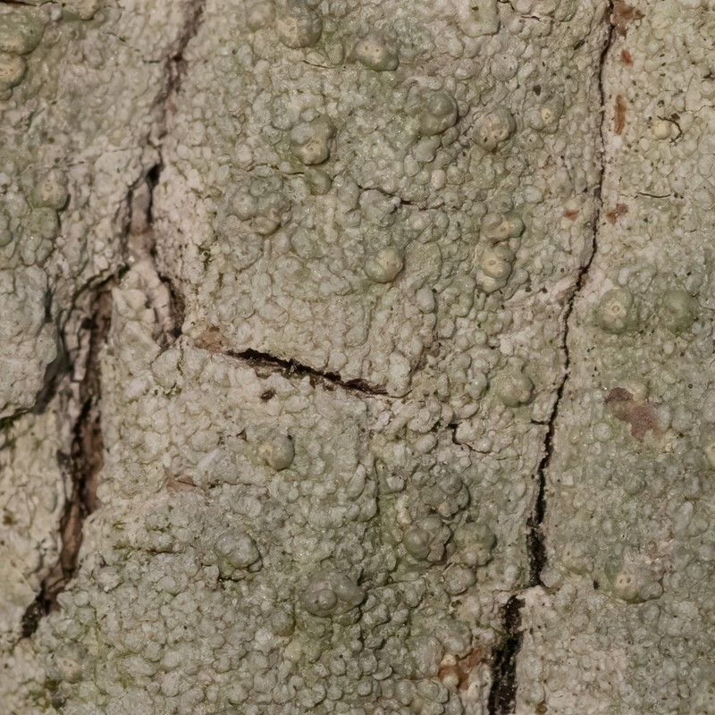 Pertusaria epiantha photo 4