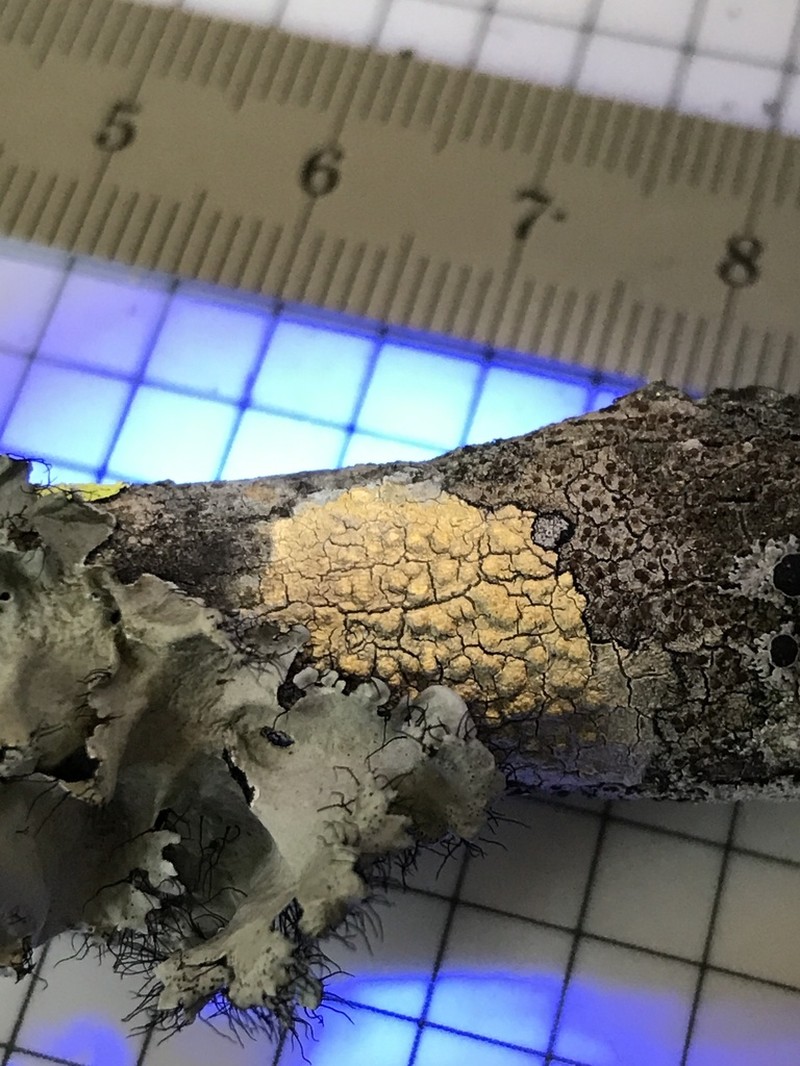 Pertusaria epiantha photo 5