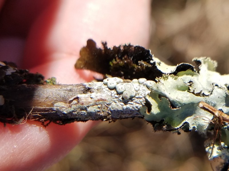 Pertusaria epiantha photo 6