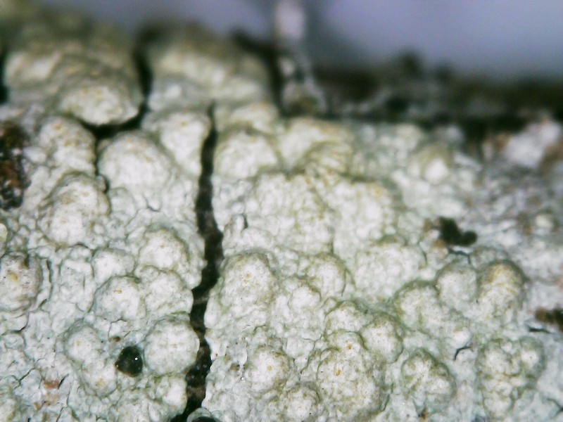 Pertusaria epiantha photo 7