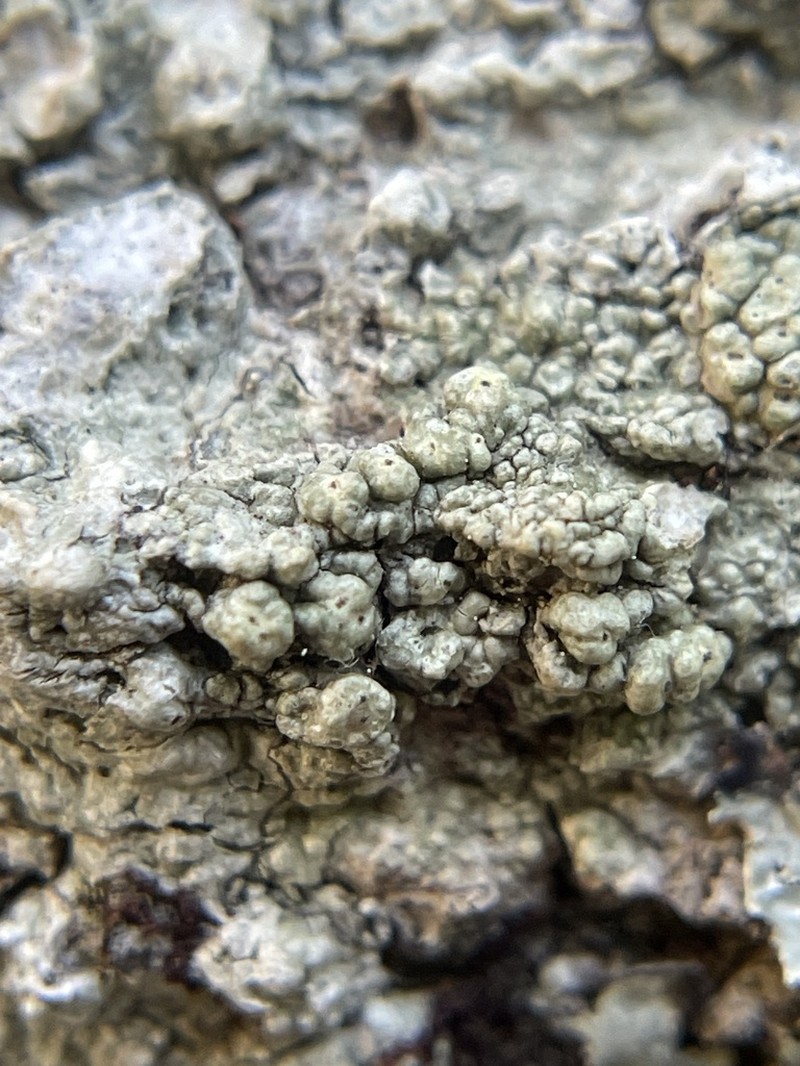 Pertusaria epiantha photo 8