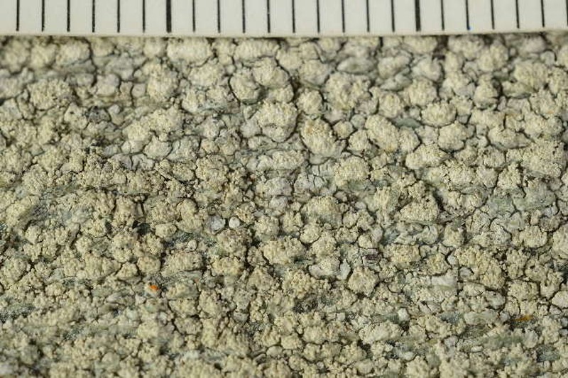 Pore Lichen