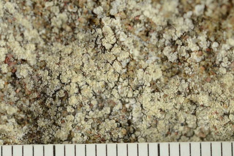 Pore Lichen photo 2
