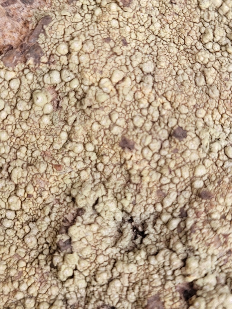 Pore Lichen