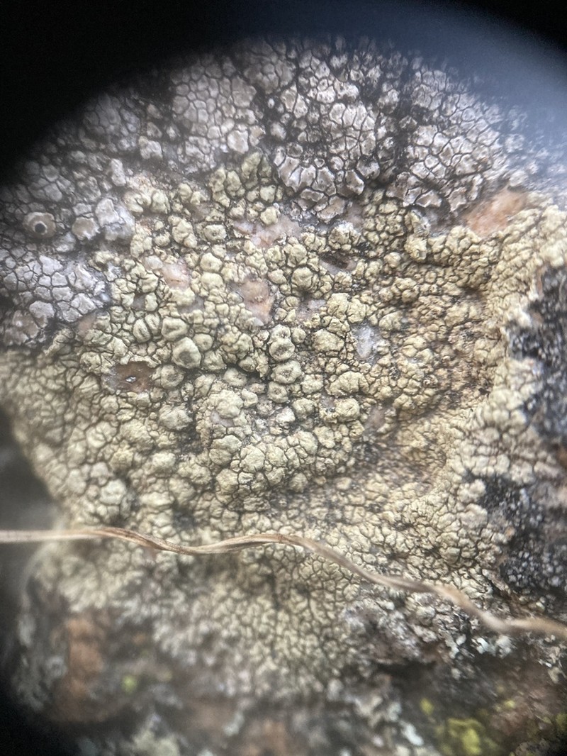 Pore Lichen photo 2