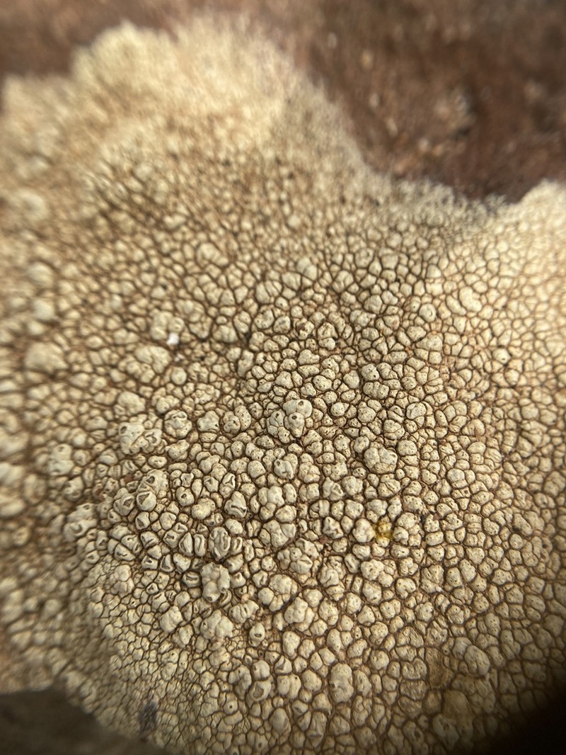 Pore Lichen photo 3