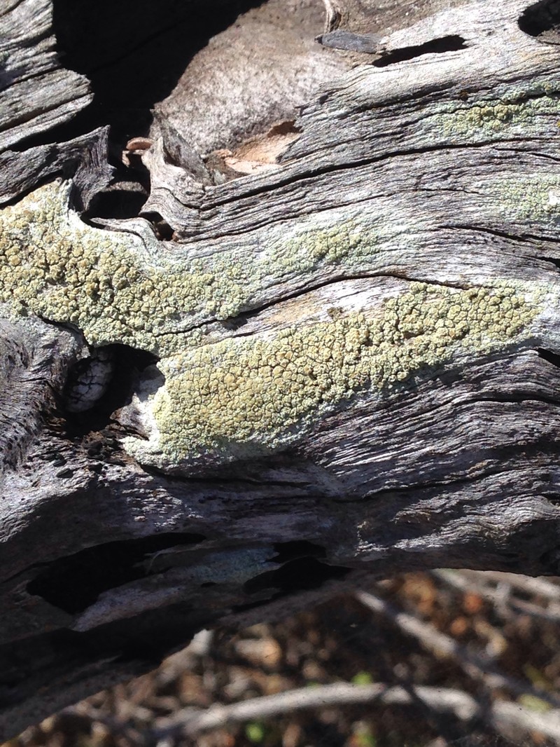 Pore Lichen photo 7