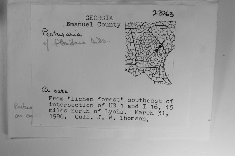 Florida Pore Lichen