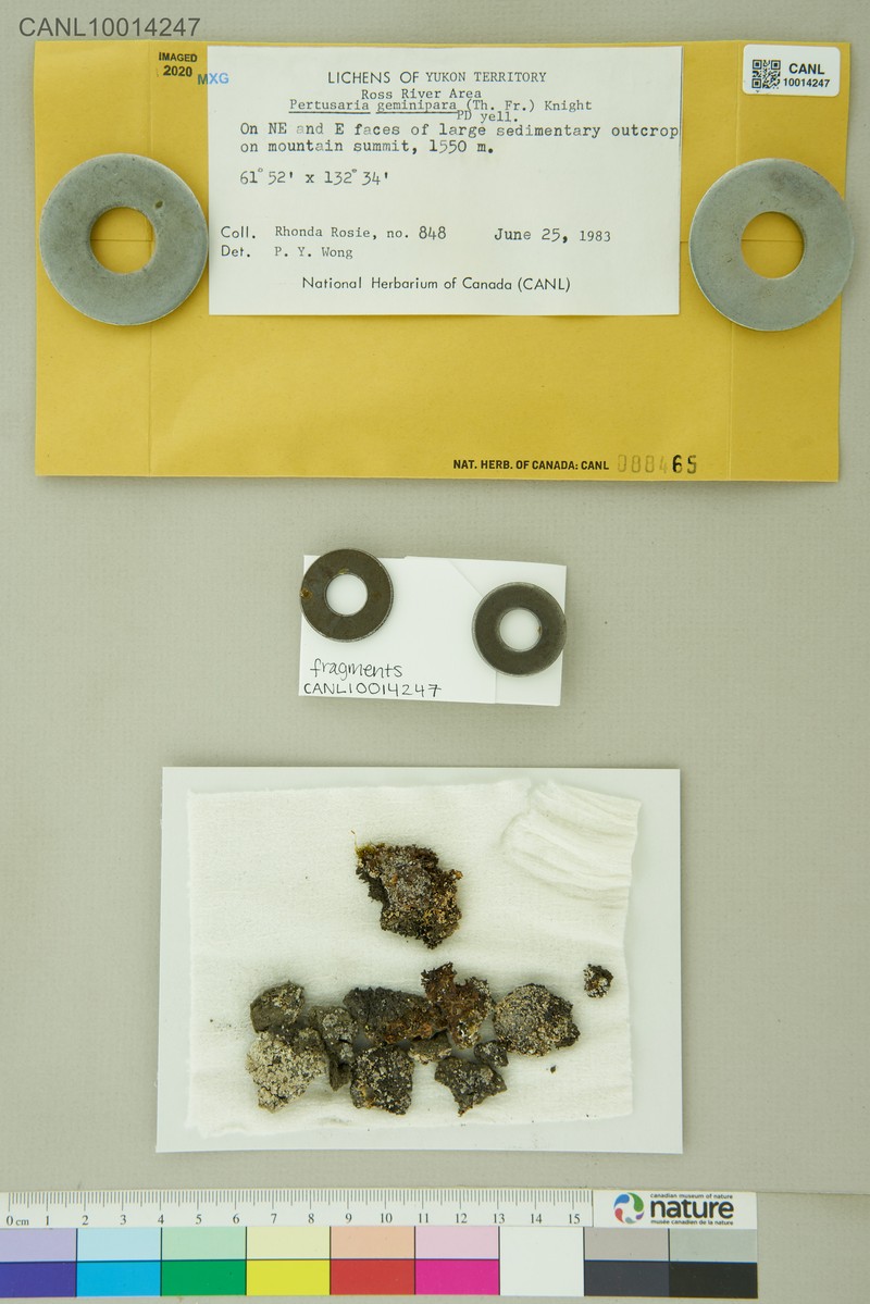 Pore Lichen photo 5