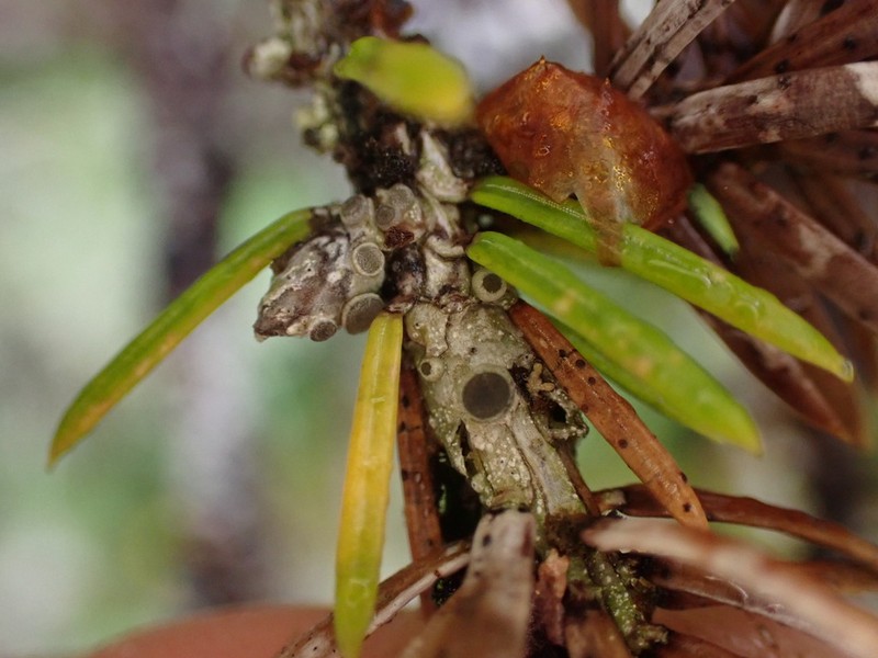 Pore Lichen