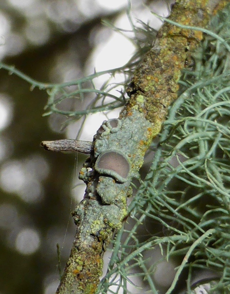 Pore Lichen photo 2