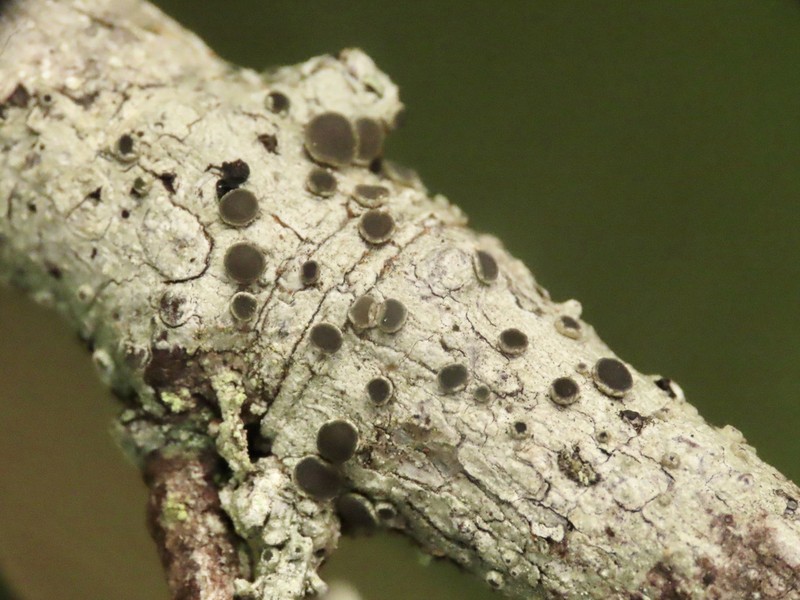 Pore Lichen photo 3