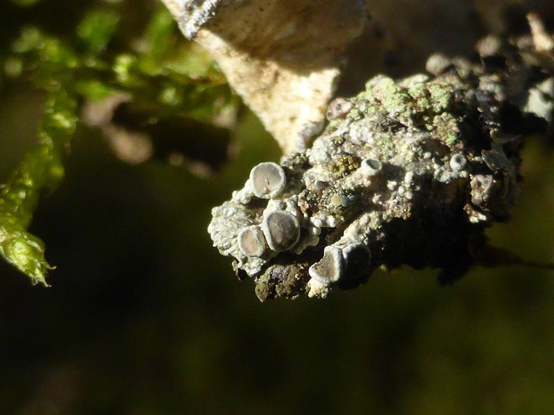 Pore Lichen photo 4
