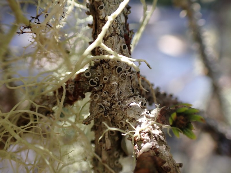 Pore Lichen photo 5