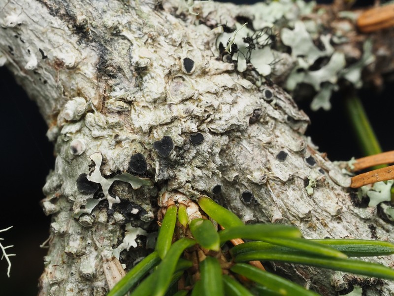 Pore Lichen photo 6
