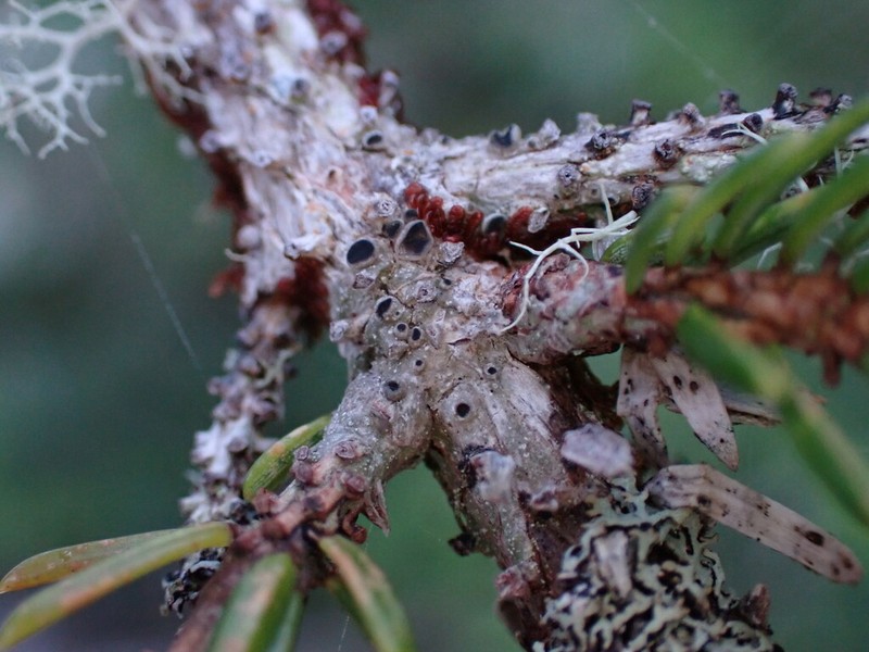 Pore Lichen photo 7