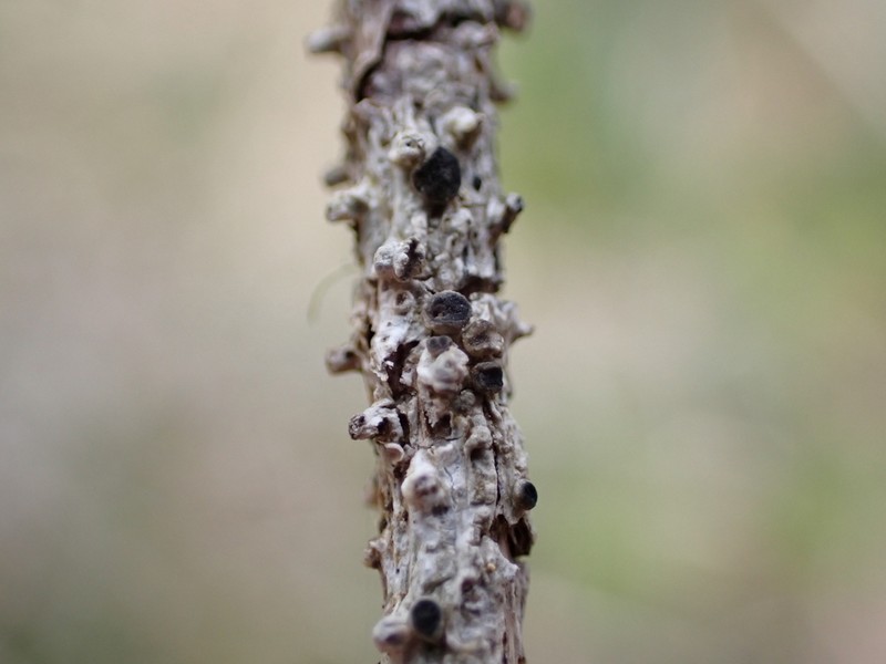 Pore Lichen photo 8