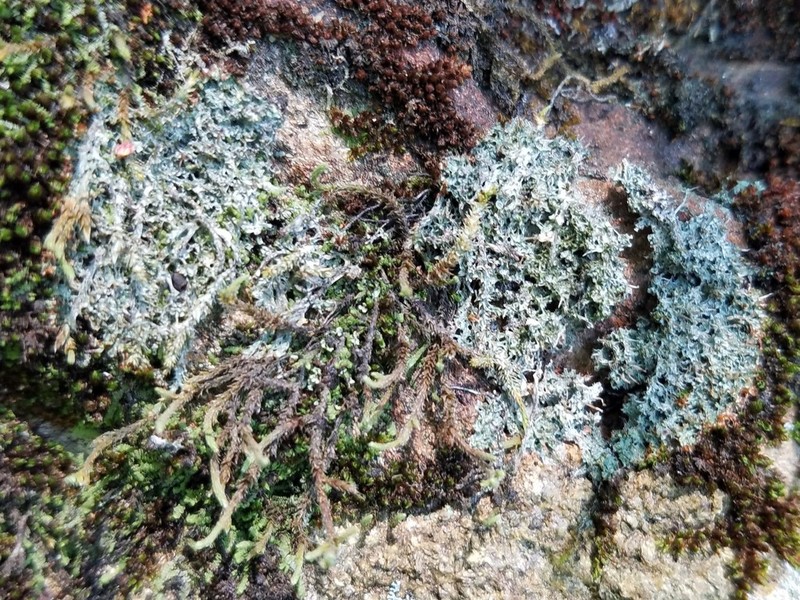 Ballhead Pore Lichen