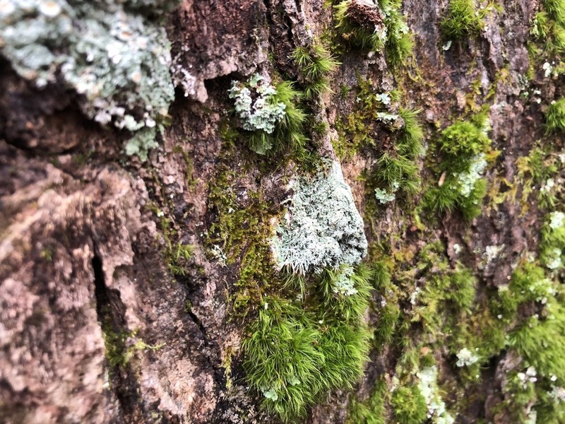 Ballhead Pore Lichen photo 2