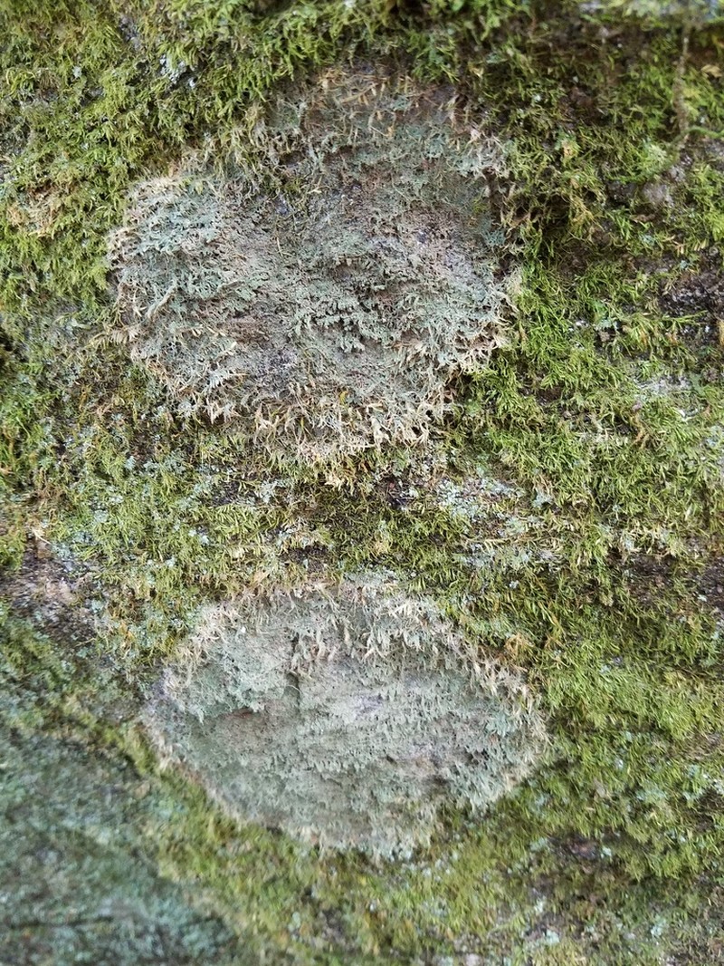 Ballhead Pore Lichen photo 3