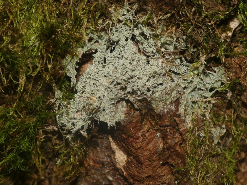 Ballhead Pore Lichen photo 4