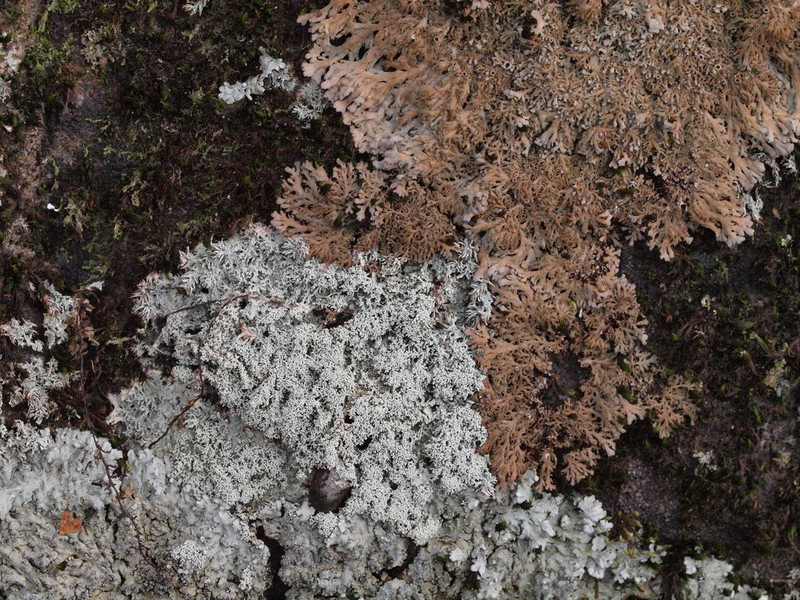 Ballhead Pore Lichen photo 5