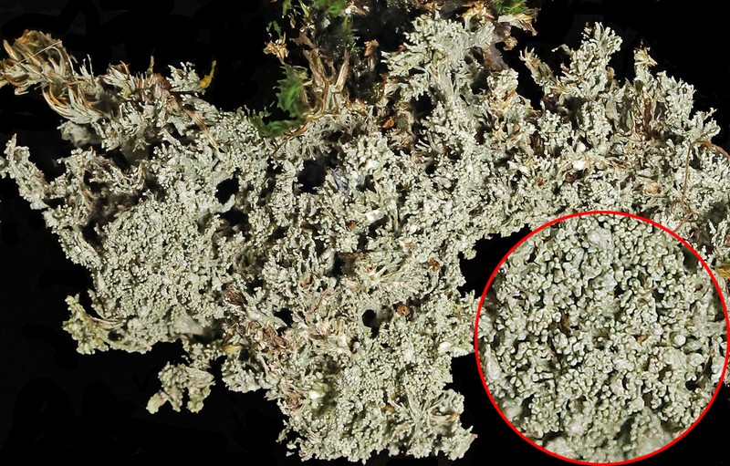 Ballhead Pore Lichen photo 6