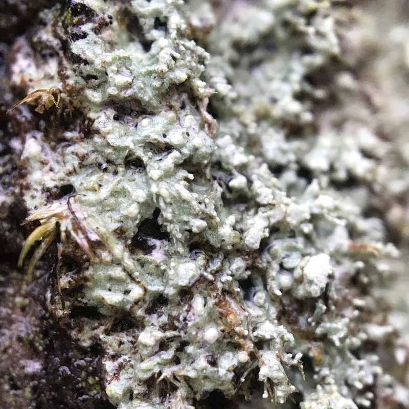 Ballhead Pore Lichen photo 7