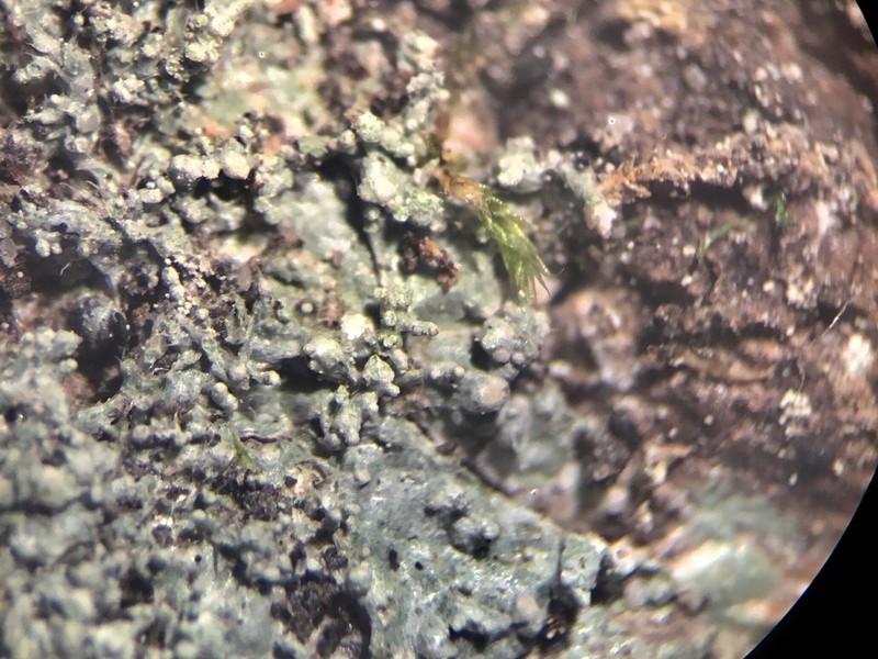 Ballhead Pore Lichen photo 8