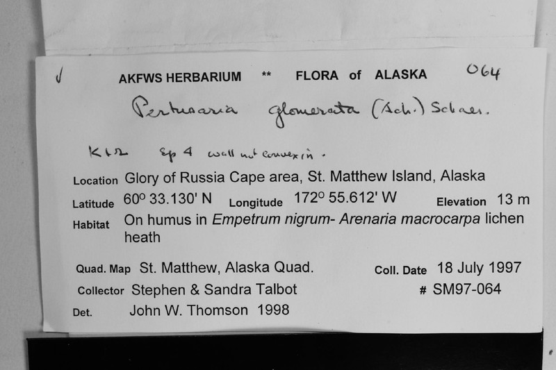 Pore Lichen photo 3