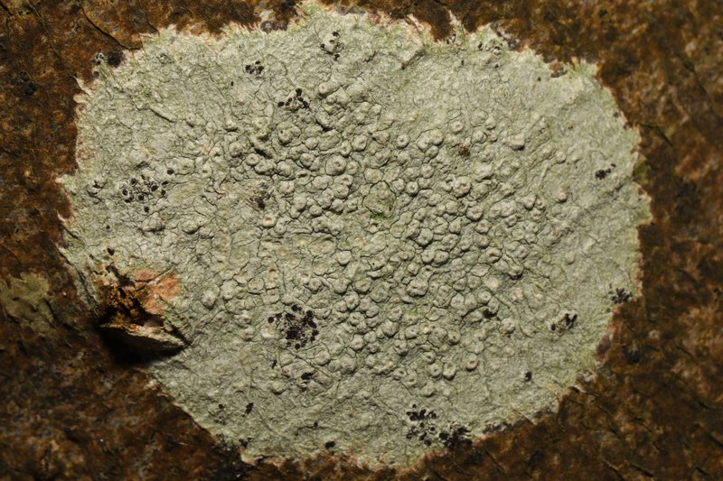 Pore Lichen